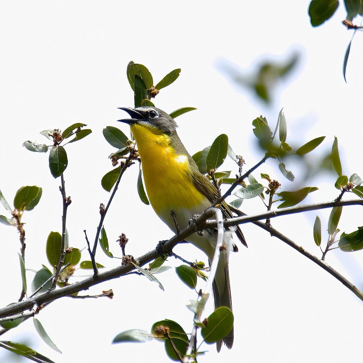 Yellow-breasted Chat - ML444590951