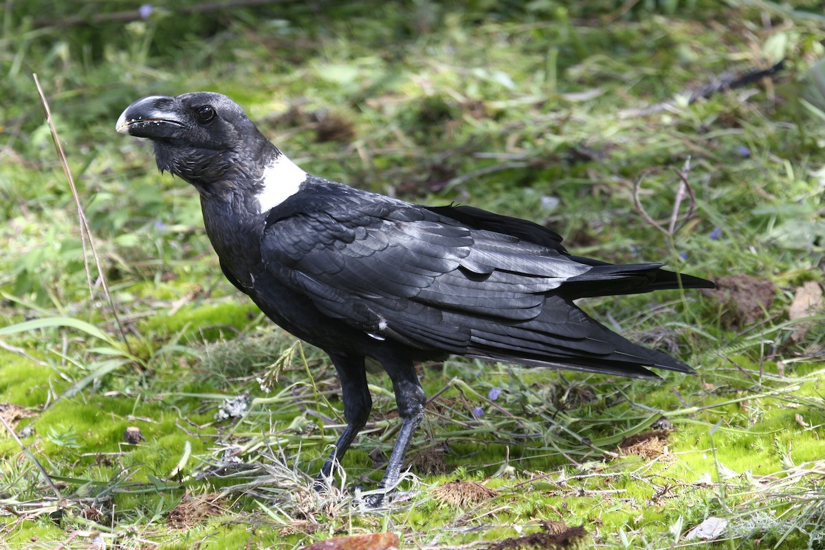 White-necked Raven - ML444598021