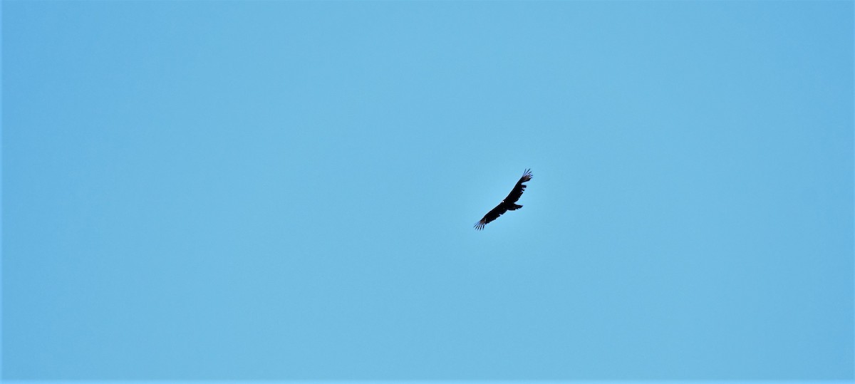 Black Vulture - ML444598321