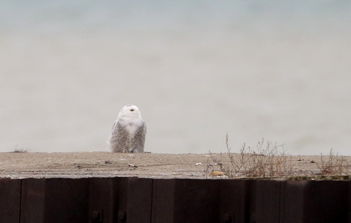 Snowy Owl - ML44460171