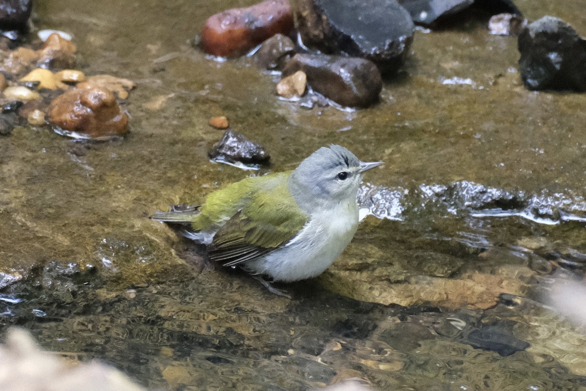 Tennessee Warbler - Austin C & Haocong R