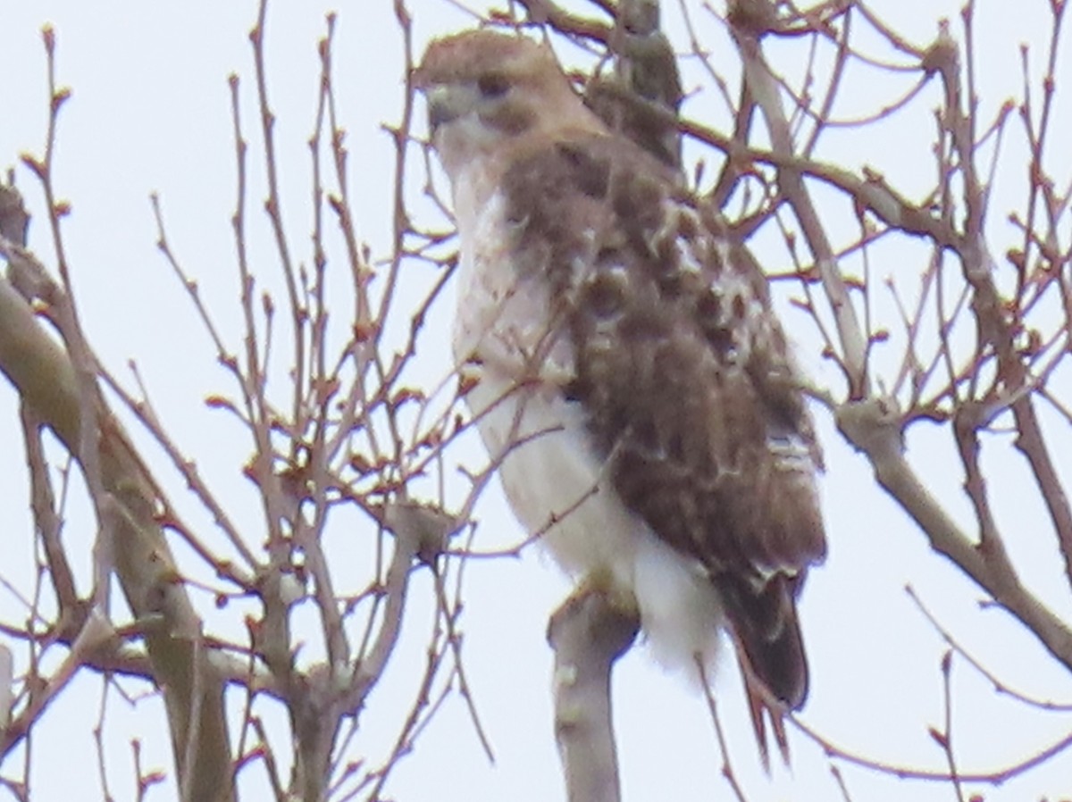 Red-tailed Hawk - ML444606651
