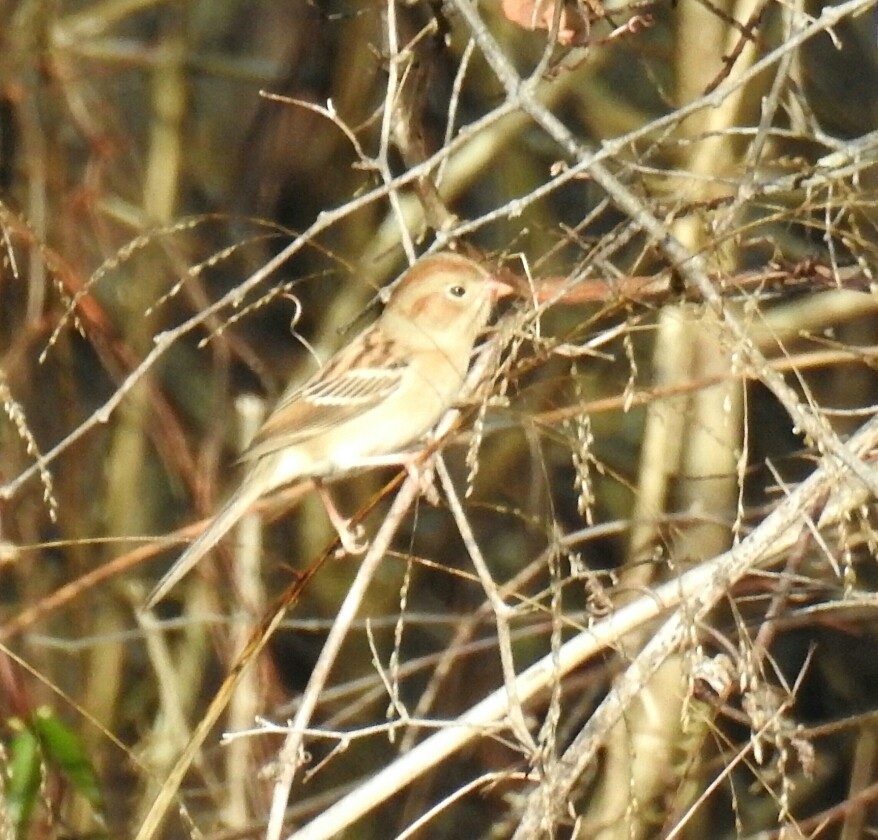 Field Sparrow - ML44460771