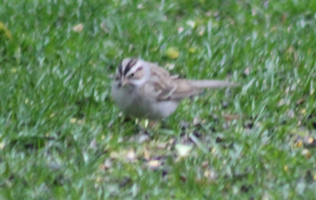 Clay-colored Sparrow - ML444608871