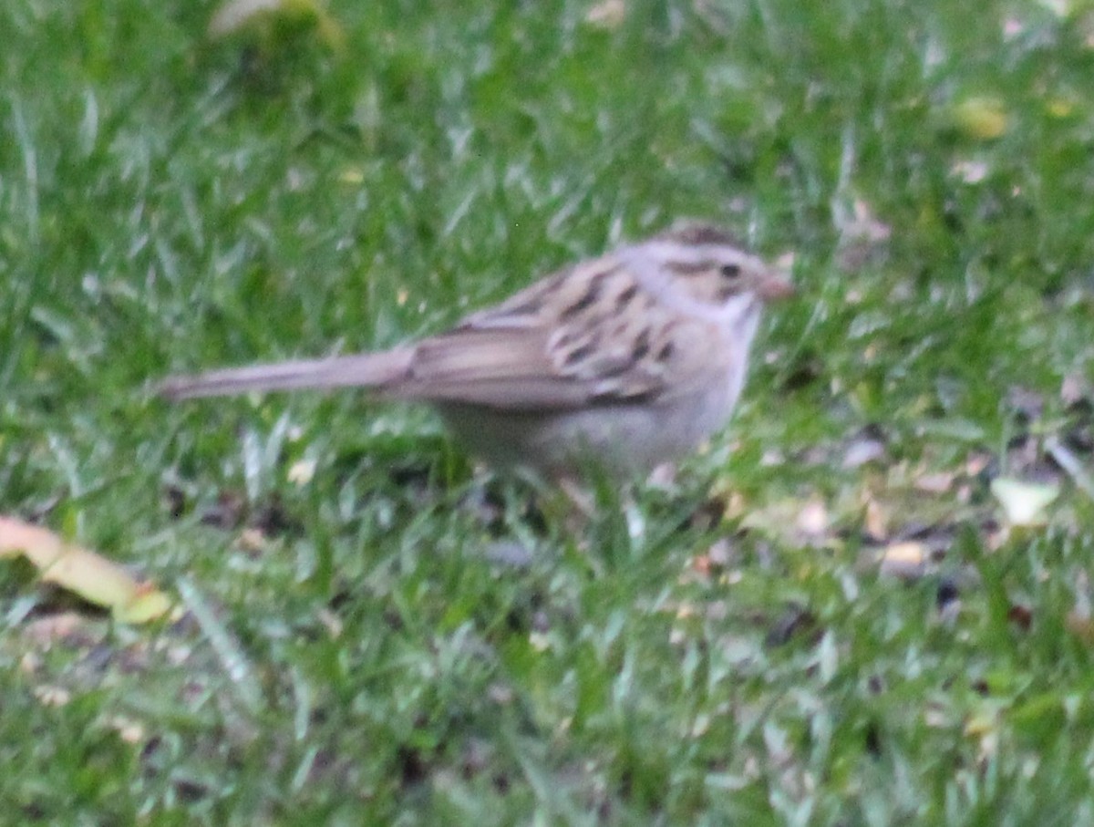 Clay-colored Sparrow - ML444608901