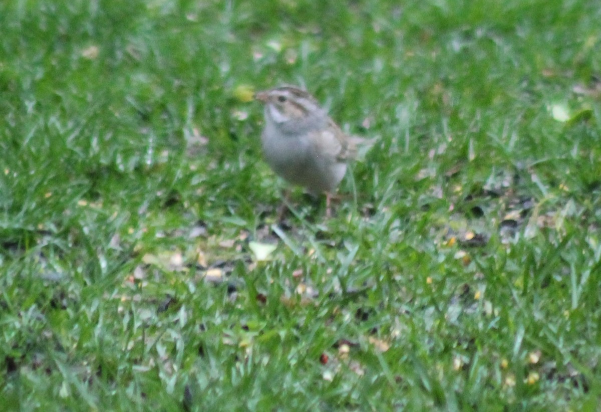 Clay-colored Sparrow - ML444608941