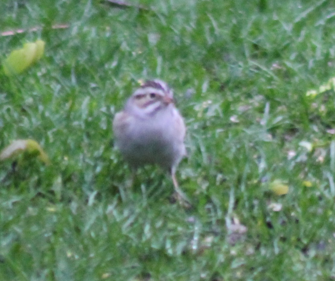 Clay-colored Sparrow - ML444608971