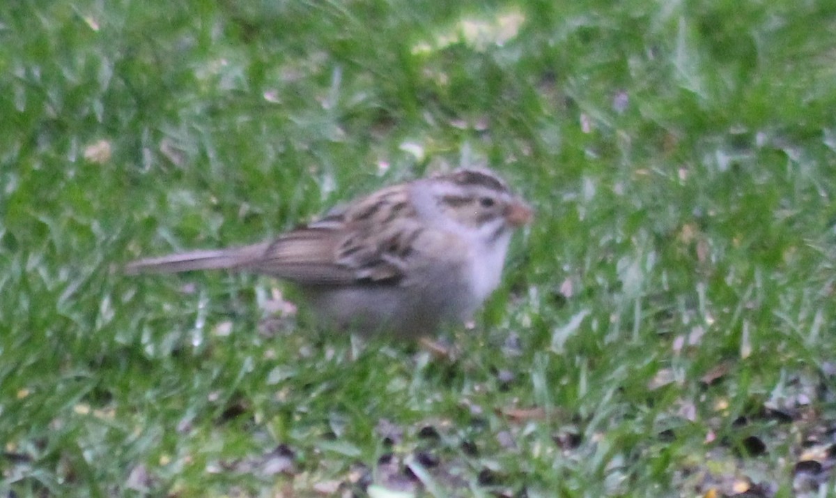 Clay-colored Sparrow - ML444609001