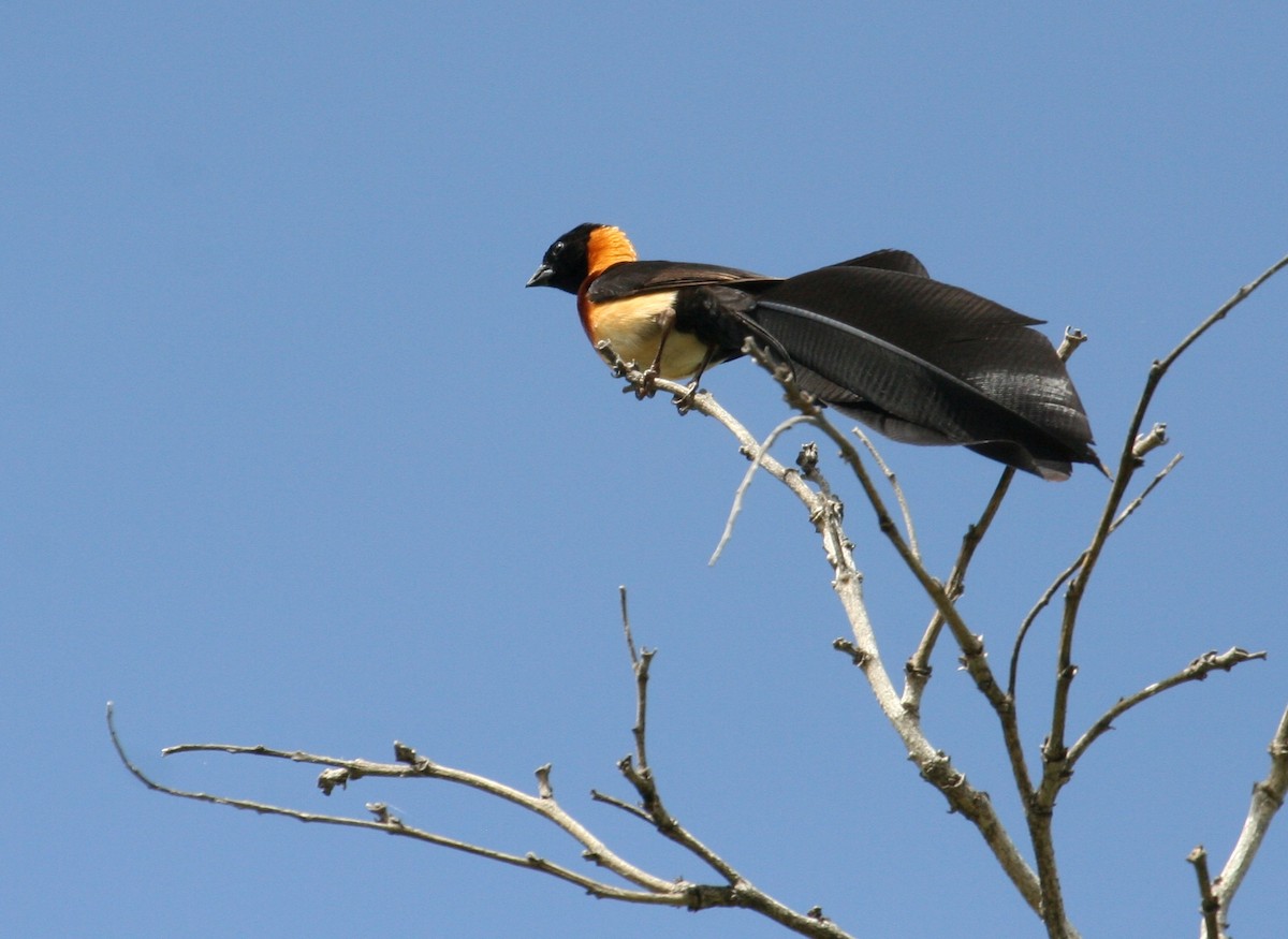 Broad-tailed Paradise-Whydah - ML444609341