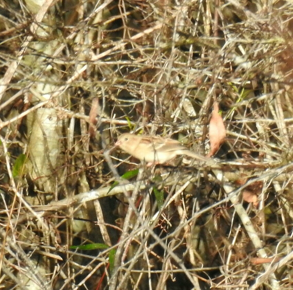 Field Sparrow - ML44461041