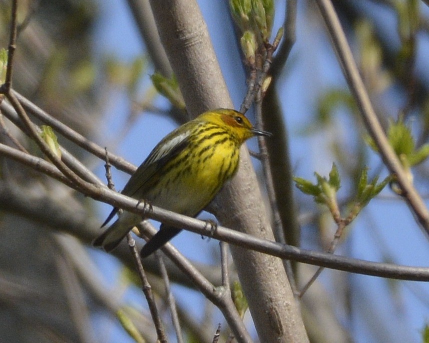 Cape May Warbler - ML444610571