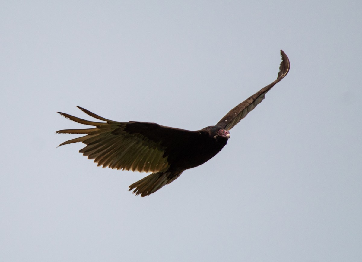 Turkey Vulture - Alex Handler