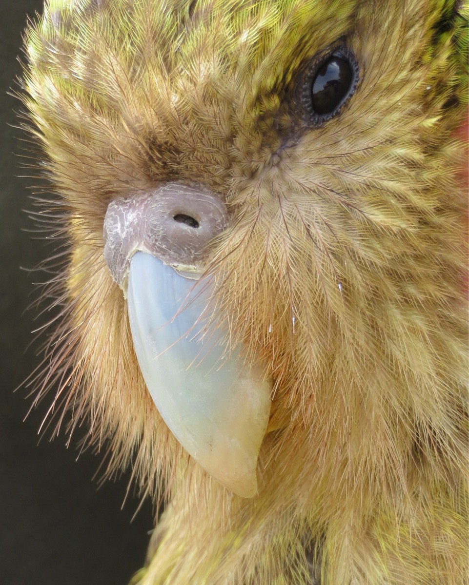 Strigops kakapo - ML44461411