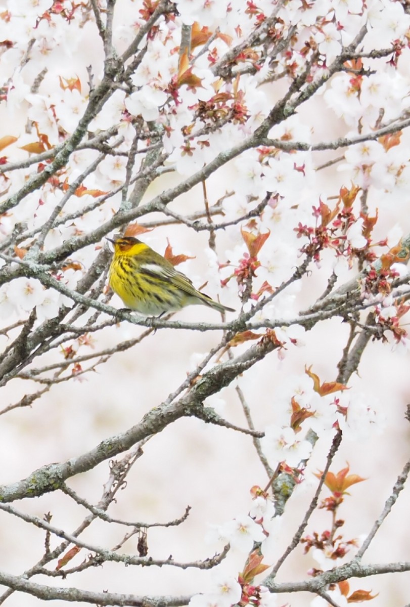 Cape May Warbler - ML444614391