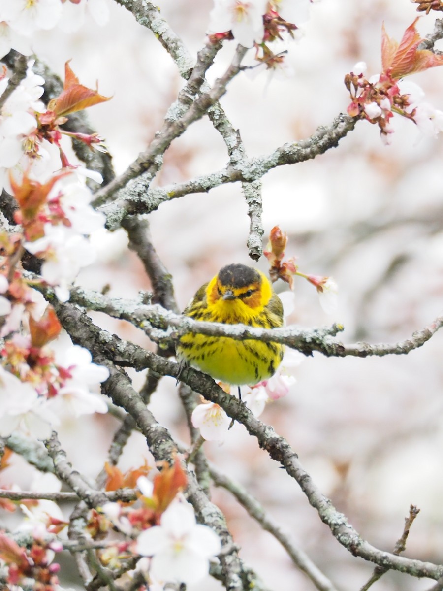 Cape May Warbler - ML444614401