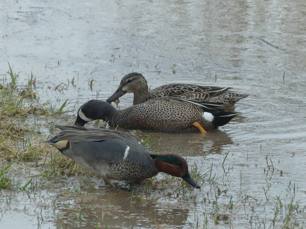 Green-winged Teal - ML444616281