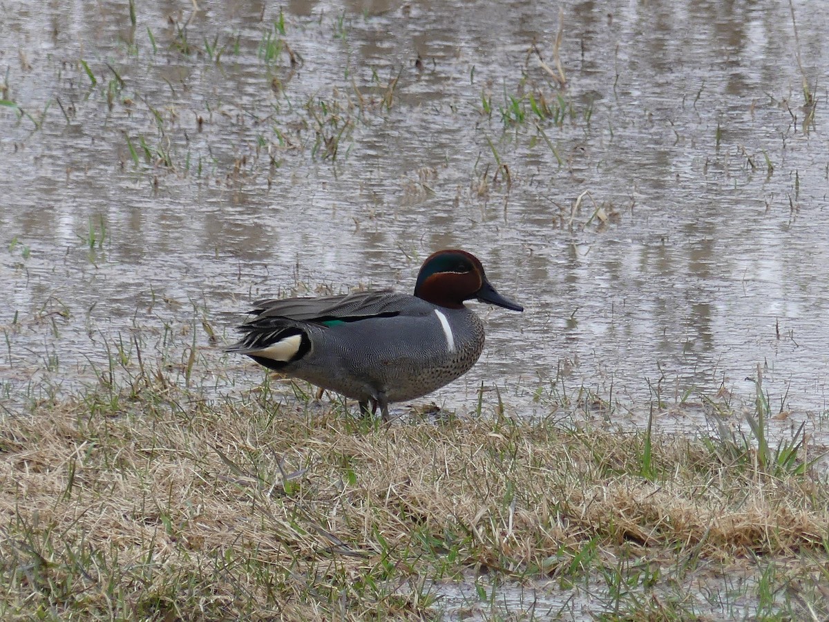 Green-winged Teal - ML444616291