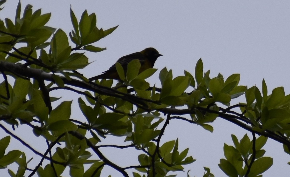 Orchard Oriole - ML444624811