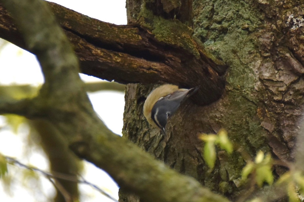 Red-breasted Nuthatch - ML444627261