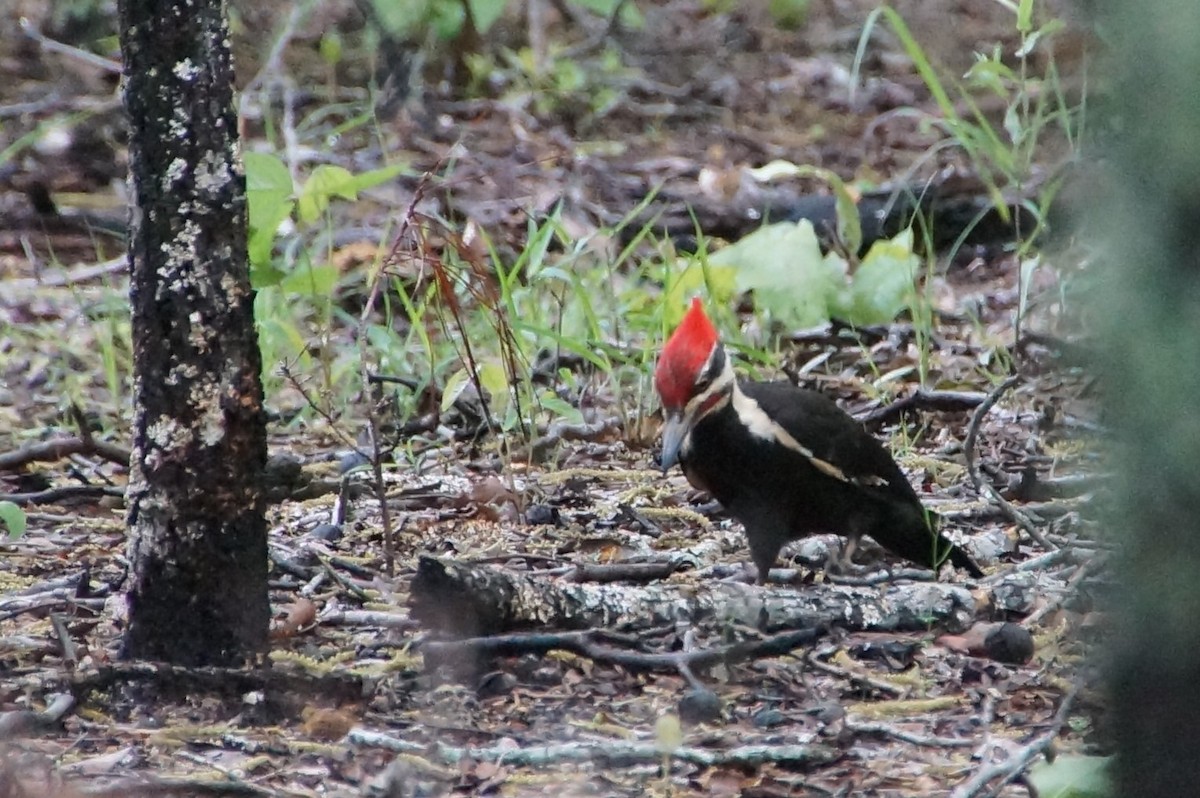 Pileated Woodpecker - ML444627351