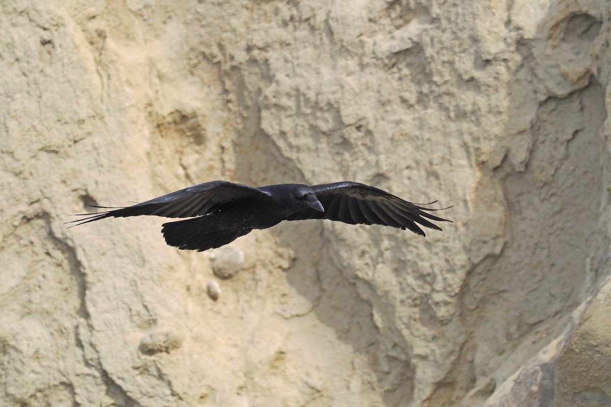 Common Raven - ML444631641