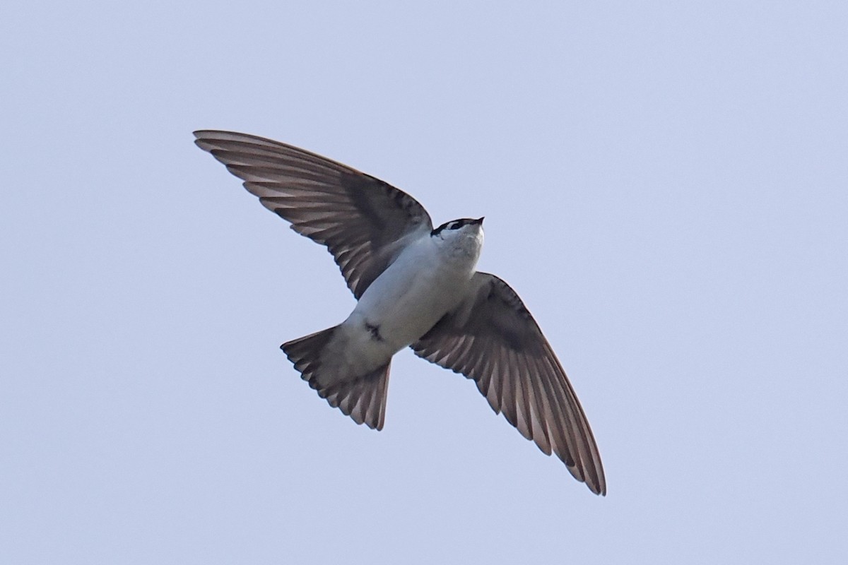 Violet-green Swallow - ML444631711