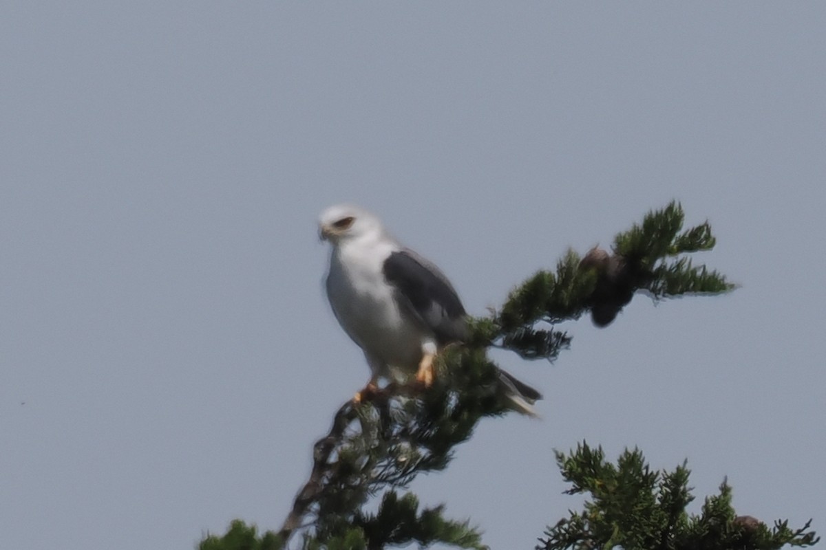 White-tailed Kite - ML444632871