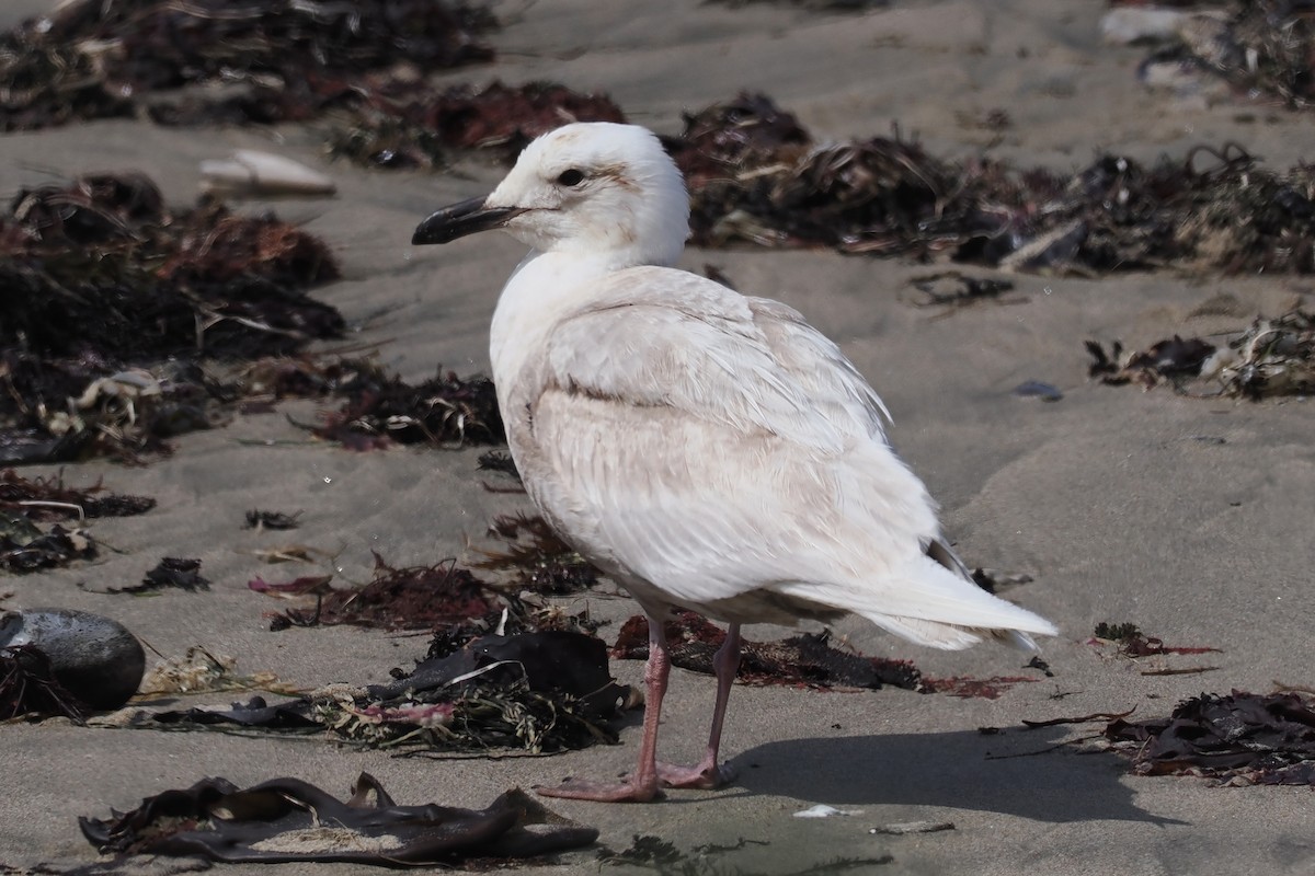 Glaucous-winged Gull - Donna Pomeroy