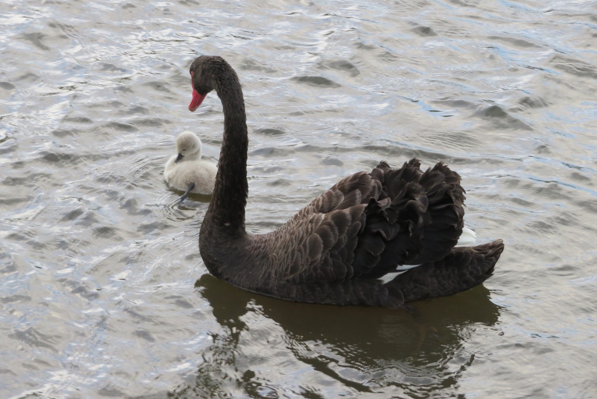 Black Swan - ML44463841