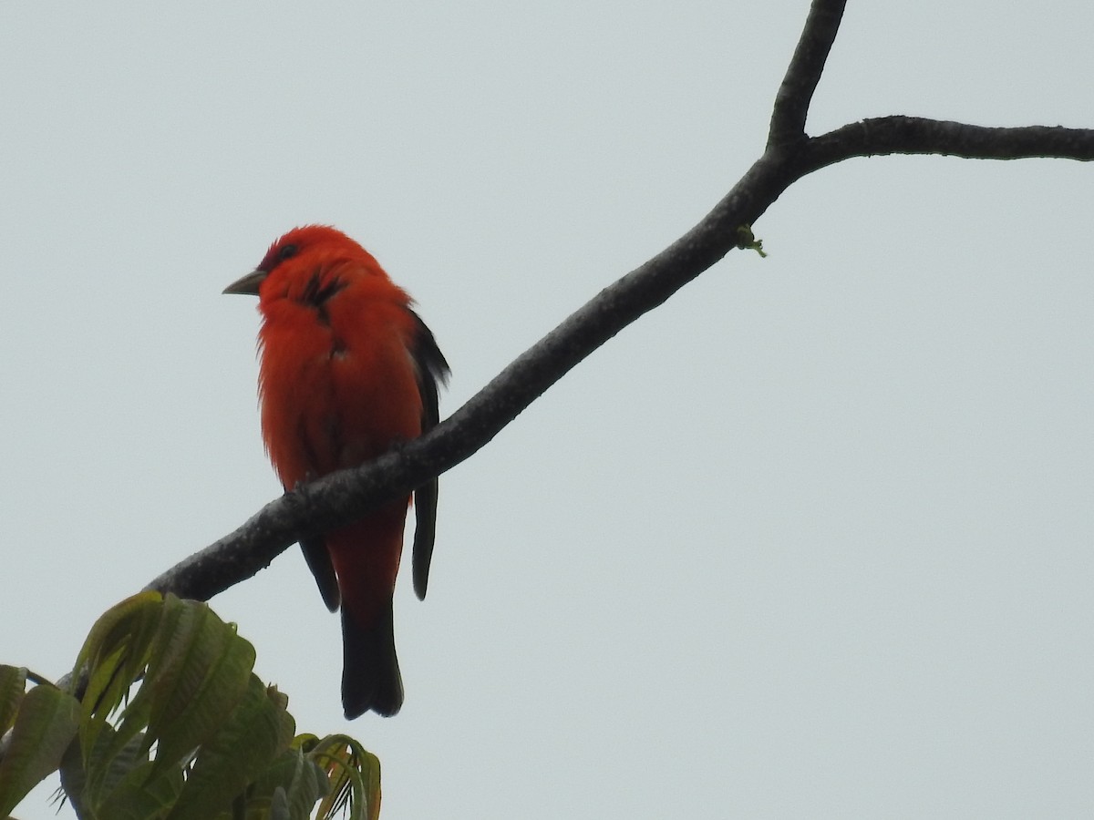 Scarlet Tanager - ML444639731