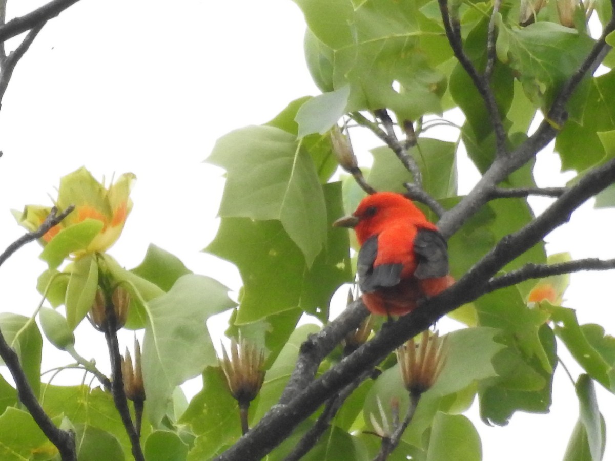 Scarlet Tanager - ML444639921