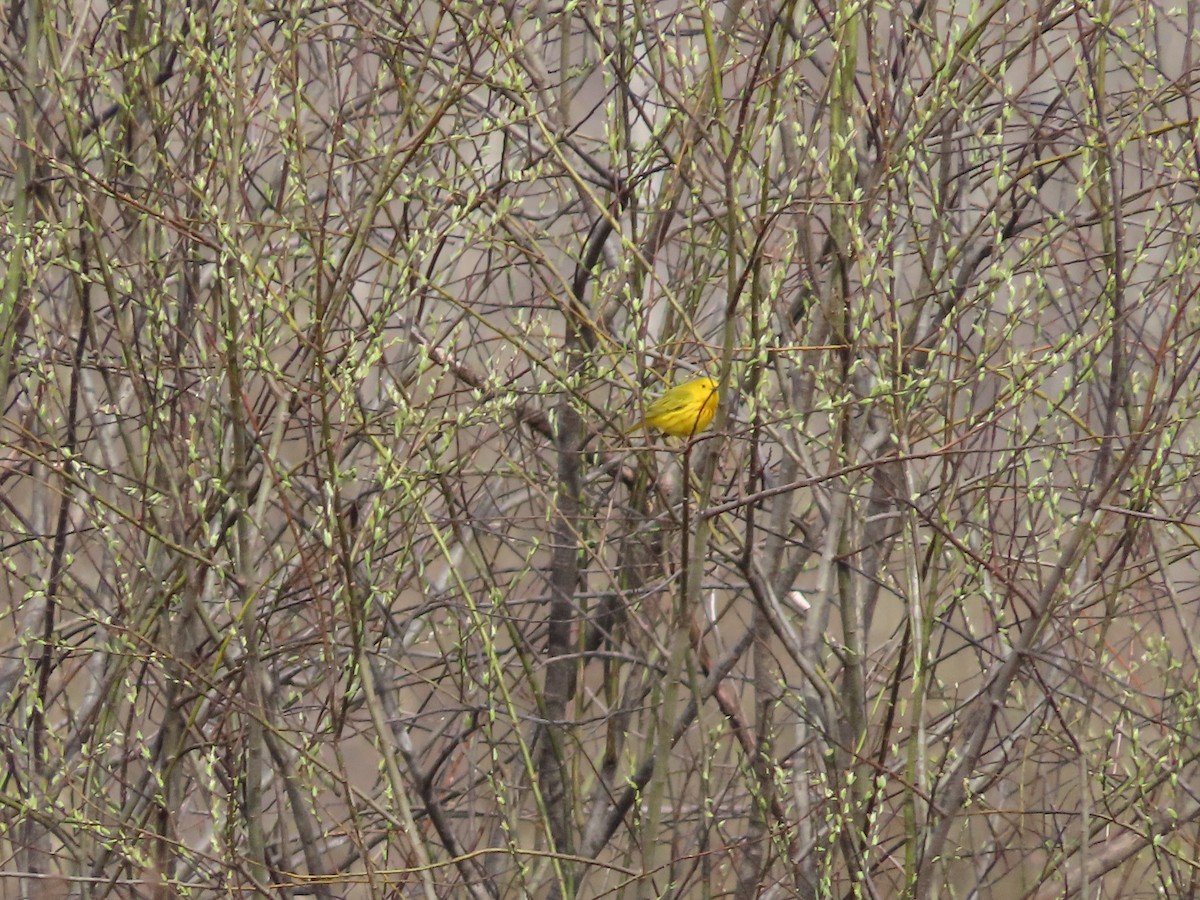 Yellow Warbler - ML444640611