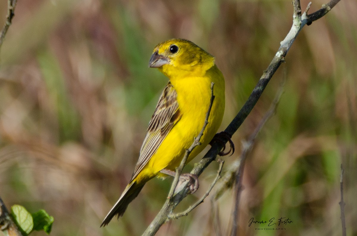 Grassland Yellow-Finch - ML444641611