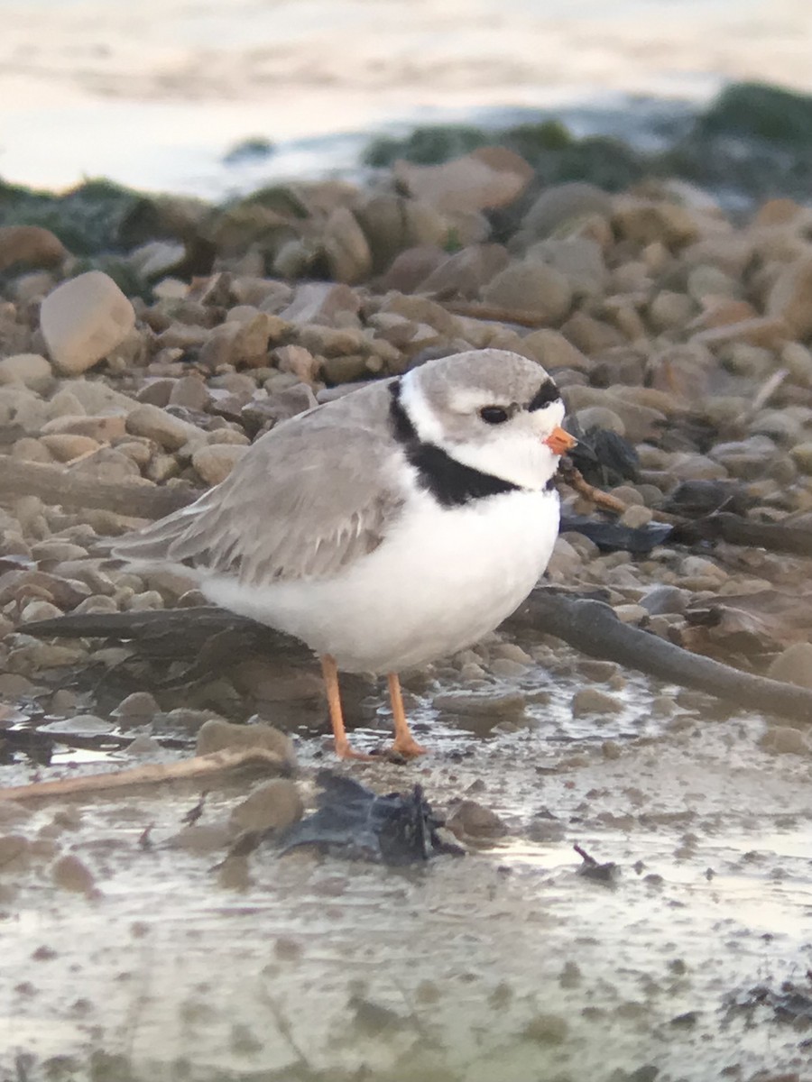 Piping Plover - ML444644111