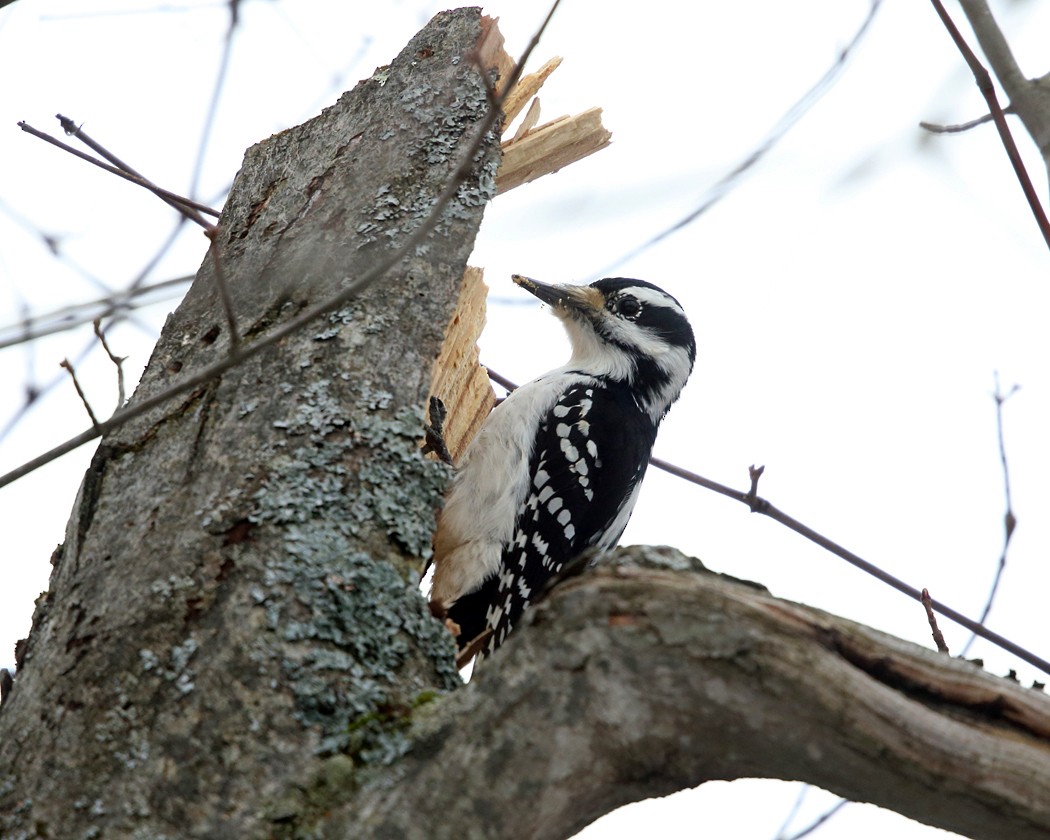 Hairy Woodpecker - ML44464871