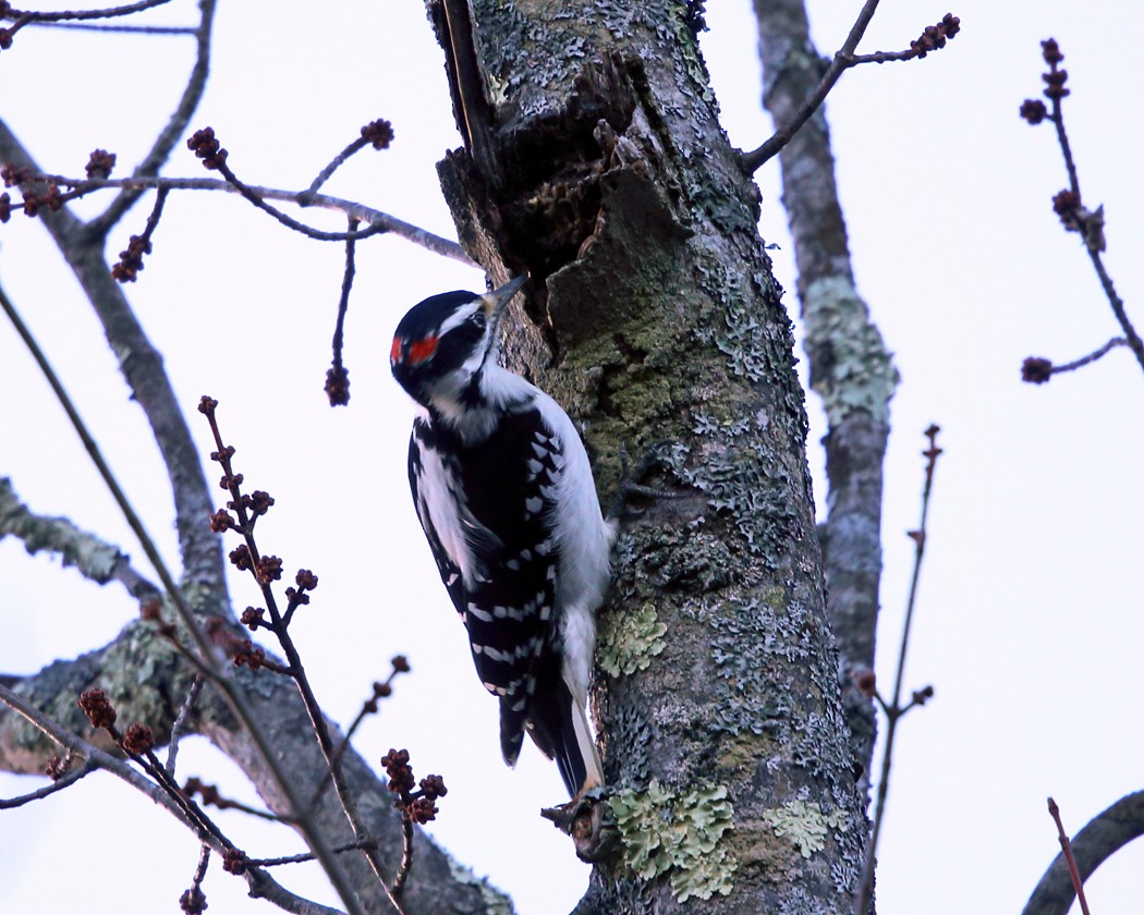 Hairy Woodpecker - Tom Murray