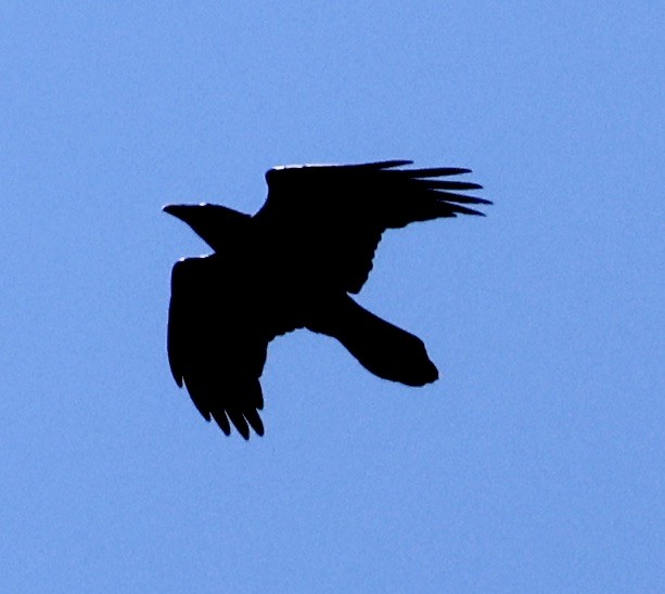 Common Raven - Carolyn Thiele