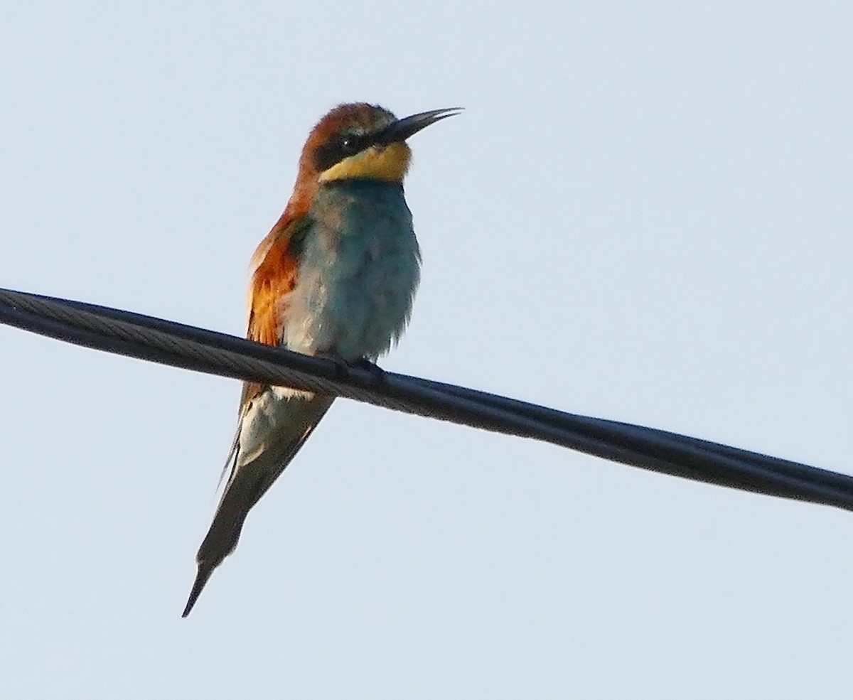 European Bee-eater - ML44465471