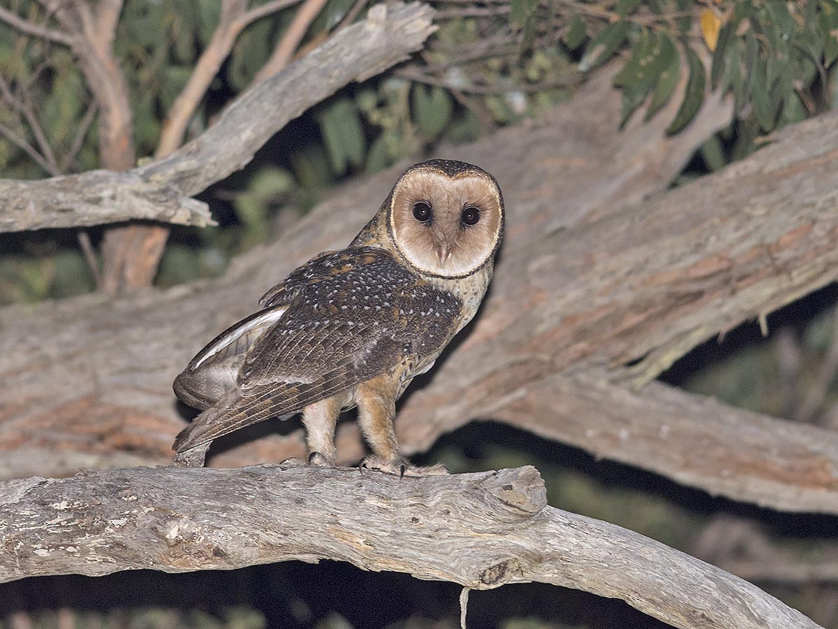 Australian Masked-Owl - Tim Bawden