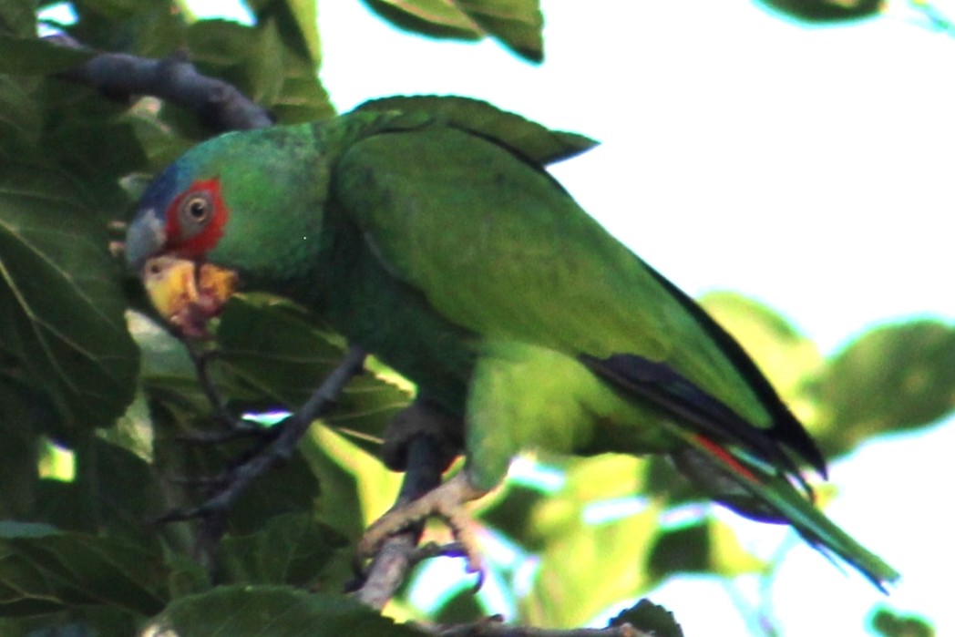 White-fronted Parrot - Rocío Reybal 🐦