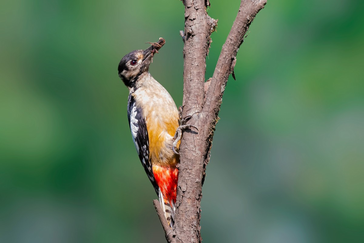 Himalayan Woodpecker - ML444673521