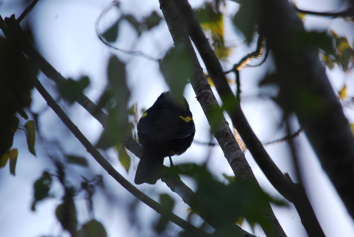 Yellow-winged Blackbird - Laura Garcia