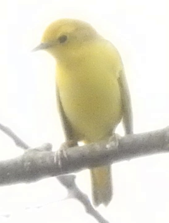 Yellow Warbler - ML444675491