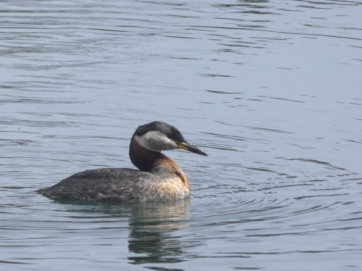Red-necked Grebe - ML444676211