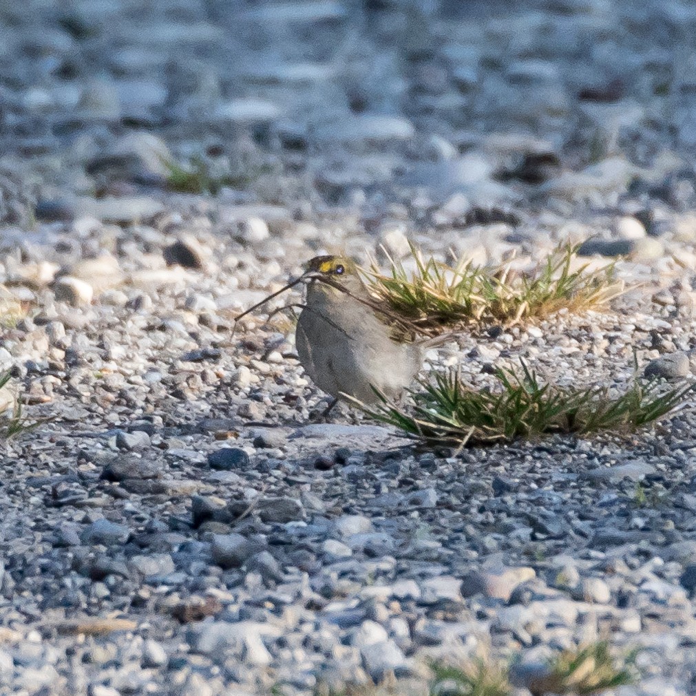 Yellow-browed Sparrow - ML44467811