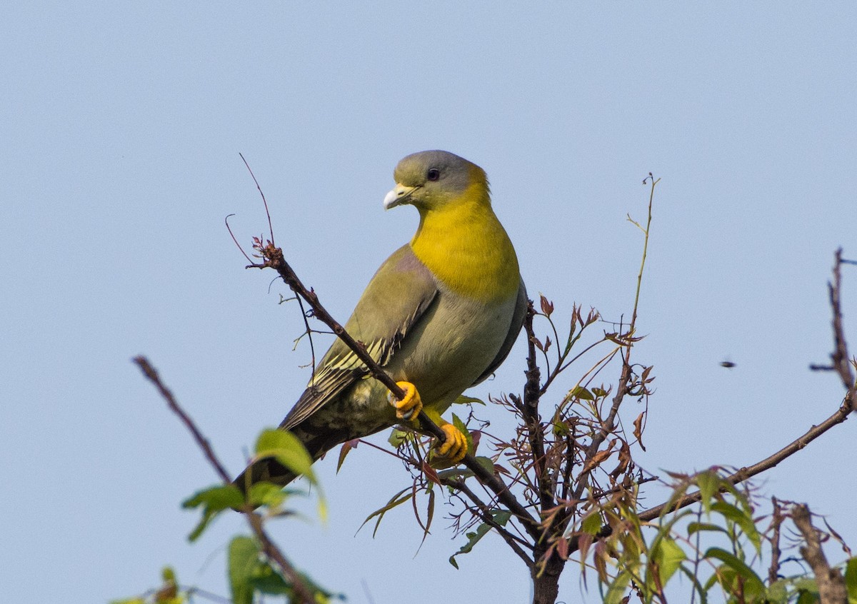 Yellow-footed Green-Pigeon - SWARUP SAHA