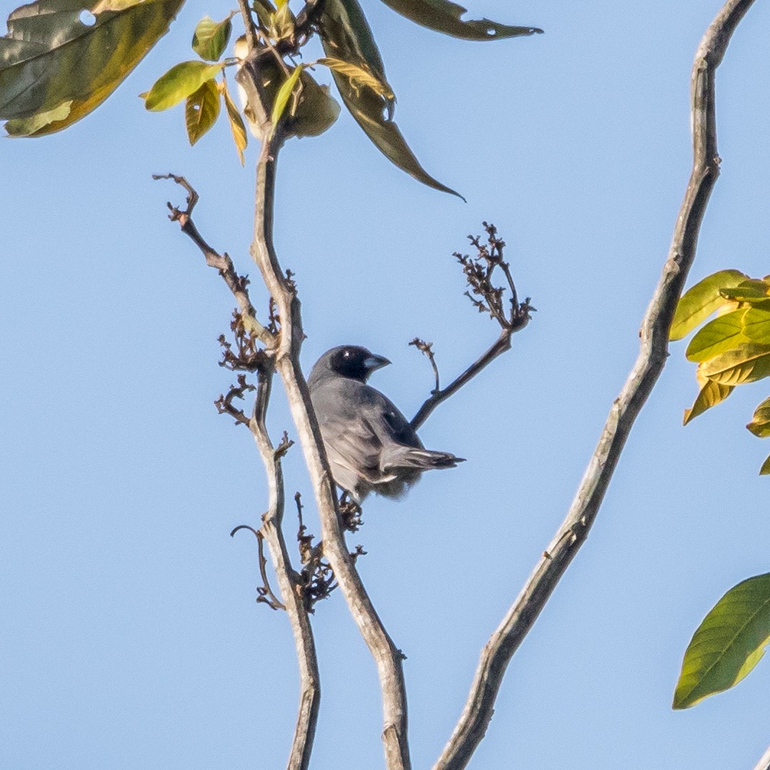 Black-faced Tanager - ML44468191