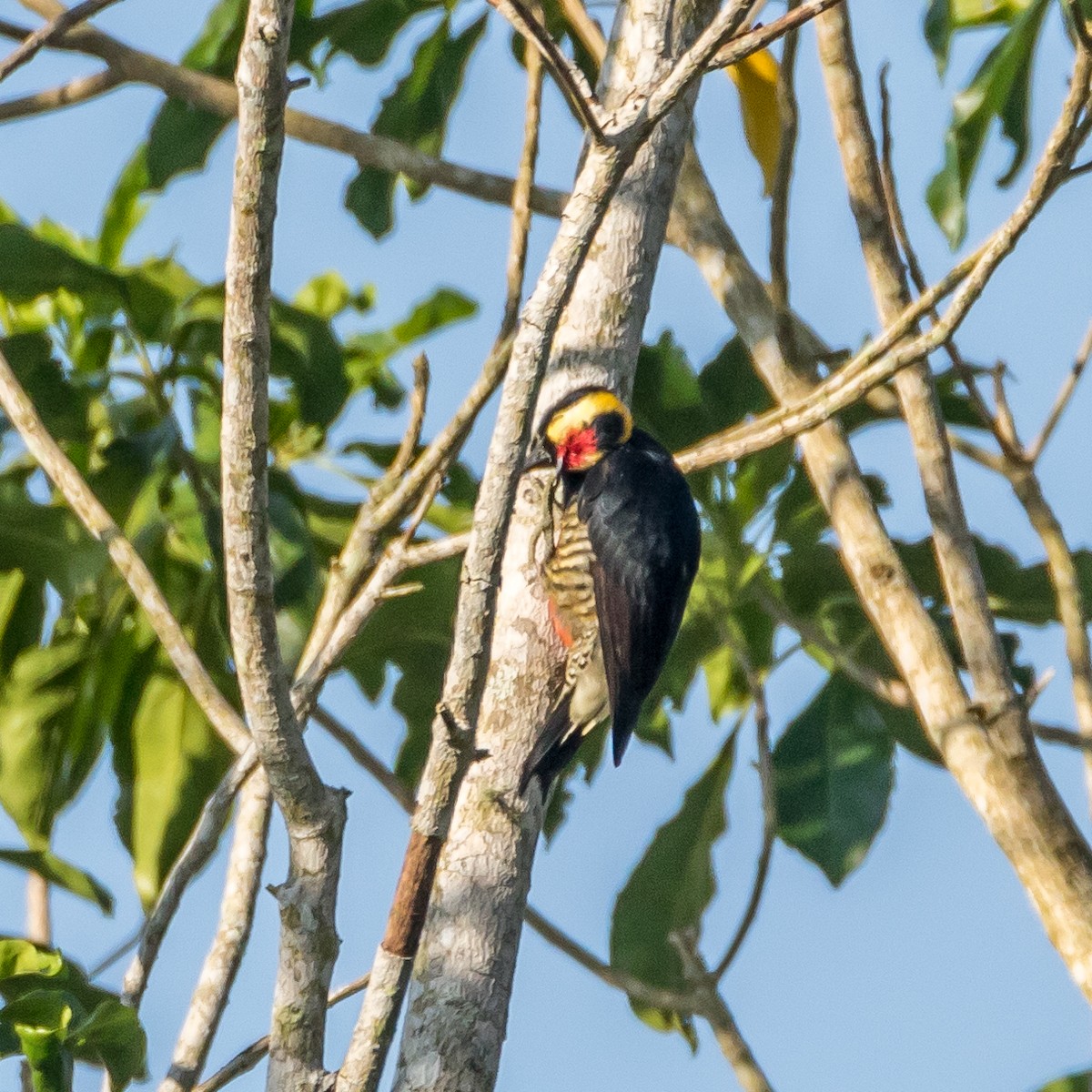 Yellow-tufted Woodpecker - ML44468241