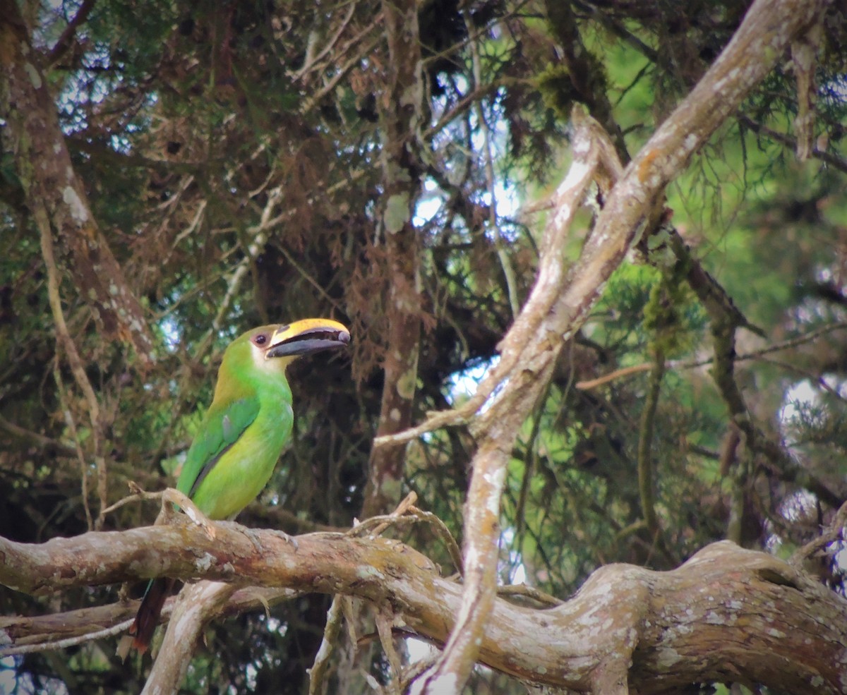 Northern Emerald-Toucanet - Pablo Chumil Birding Guatemala