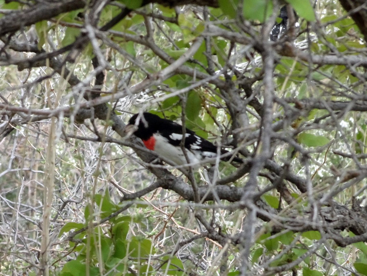 Rose-breasted Grosbeak - Jonathan Sadow